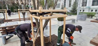 (FOTO// VIDEO) Sistem nou de irigare pentru copacii din scuarul Mihai Eminescu