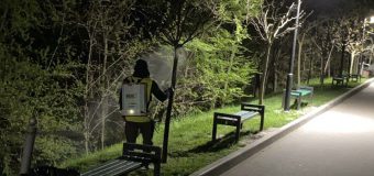 Tratamente chimice pentru arborii din parcurile Chișinăului
