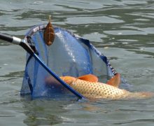 Parlamentul a ratificat Acordul privind combaterea pescuitului ilegal