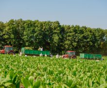 REPORTAJ FOTO&VIDEO: Cum se cultivă tutunul pe unica plantaţie din Republica Moldova
