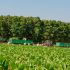 REPORTAJ FOTO&VIDEO: Cum se cultivă tutunul pe unica plantaţie din Republica Moldova