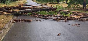 (FOTO) Copaci, țevi de gaze și fire electrice rupte în urma condițiilor meteo nefavorabile în Glodeni