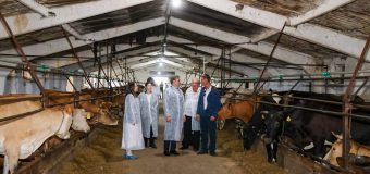 Premierul a vizitat ferma de bovine din Mihălășeni