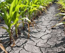 Parlamentul propune un moratoriu pentru fermierii afectați de secetă