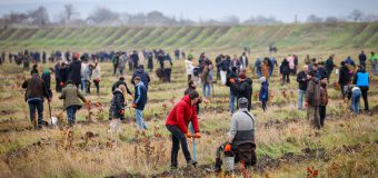 Guvernul a plantat 200 de mii de puieți, în cadrul campaniei „Generația pădurii”