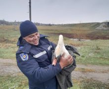 O lebădă rănită a fost salvată de IGSU