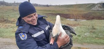 O lebădă rănită a fost salvată de IGSU