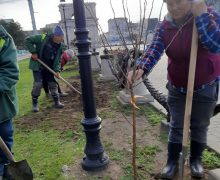 Arbori și arbuști noi in Parcul Catedralei din Chișinău