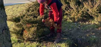 În Chișinău au început lucrările de curățare a arborilor și arbuștilor din zonele publice