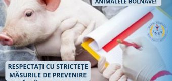 2 focare de pesta porcină africană depistate în Republica Moldova