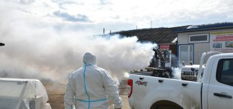 ANSA a demarat acțiuni pentru combaterea răspândirii pestei porcine africane