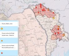 9 focare de pestă porcină africană înregistrate în Republica Moldova