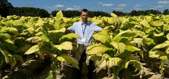 Vasile Coșneanu: Anul trecut, din cele circa 400 hectare cultivate cu tutun două treimi au fost afectate de secetă