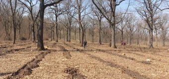 Agenția „Moldsilva”, despre lucrările din fondul forestier