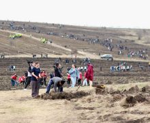 Peste 2000 de oameni au plantat 30 de hectare de pădure