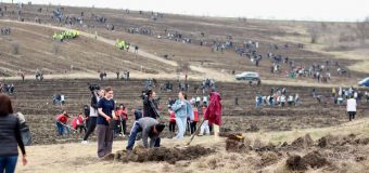 Peste 2000 de oameni au plantat 30 de hectare de pădure