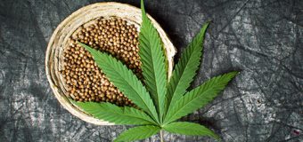 A fost emisă prima autorizație pentru cultivarea cânepei în scop industrial