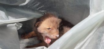 Un pui de vulpe a fost salvat de IGSU