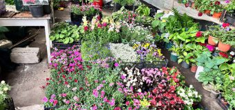 Iarmarocul „Florile Plaiului” se va desfășura în cadrul Pieței Centrale