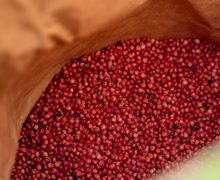 FAO a distribuit semințe de sorg pentru a crește reziliența la secetă a fermierilor moldoveni din 21 de raioane