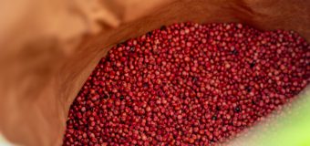FAO a distribuit semințe de sorg pentru a crește reziliența la secetă a fermierilor moldoveni din 21 de raioane