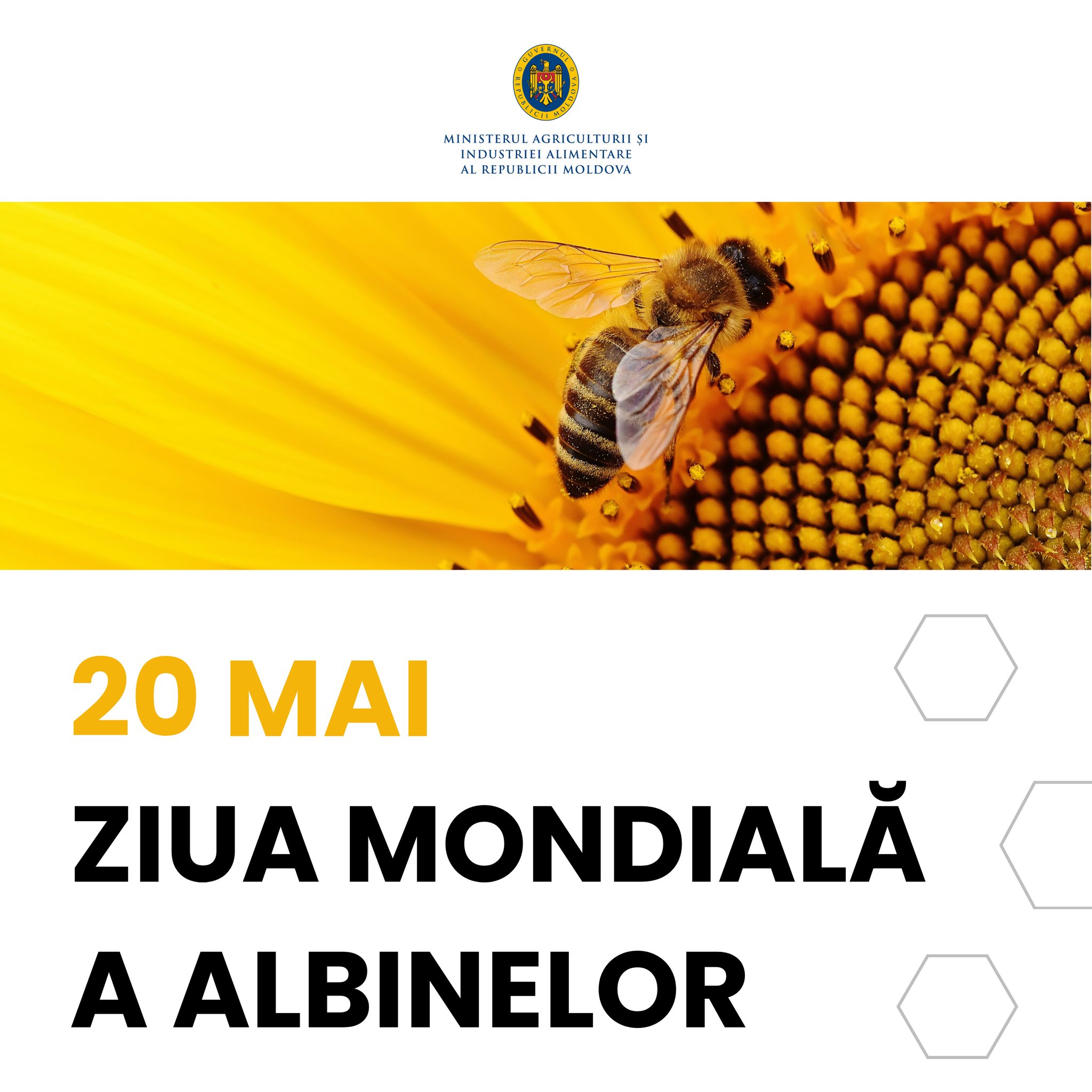 Astăzi este marcată Ziua Mondială a Albinelor