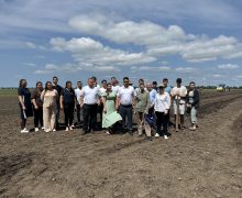 Pe lotul didactic al UTM sunt plantate 4,8 ha de viță de vie de 12 soiuri autohtone