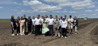 Pe lotul didactic al UTM sunt plantate 4,8 ha de viță de vie de 12 soiuri autohtone