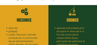 Vine sezonul ambroziei: Cetățenii, autoritățile publice locale, agenții economici și proprietarii de terenuri îndemnați să combată răspândirea acesteia