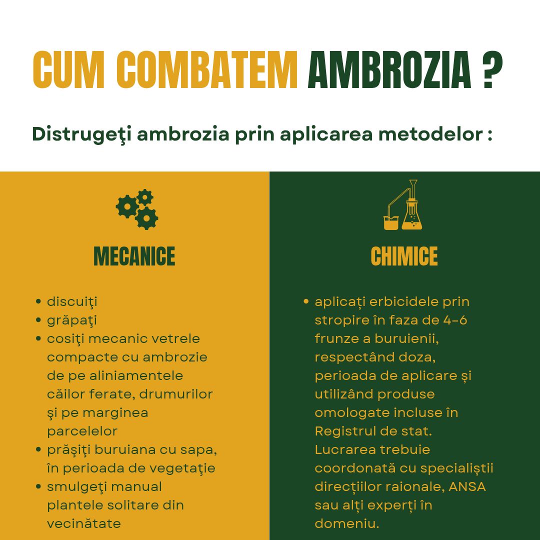 Vine sezonul ambroziei: Cetățenii, autoritățile publice locale, agenții economici și proprietarii de terenuri îndemnați să combată răspândirea acesteia