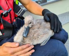 Un pui de lebădă a fost salvat în weekend de salvatori