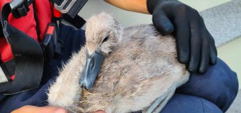 Un pui de lebădă a fost salvat în weekend de salvatori
