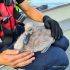 Un pui de lebădă a fost salvat în weekend de salvatori