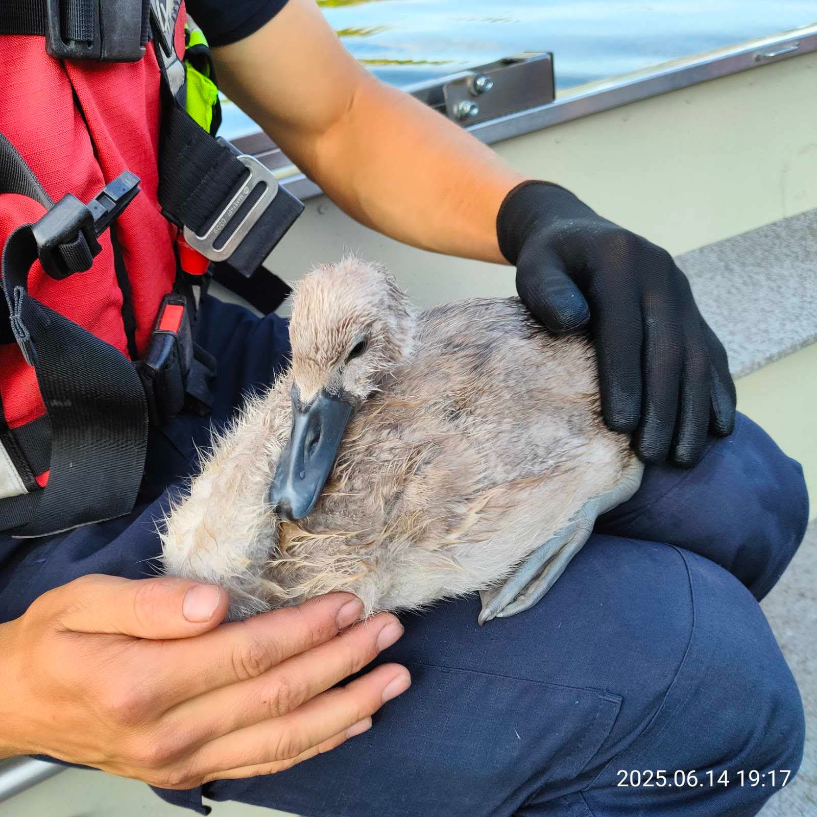 Un pui de lebădă a fost salvat în weekend de salvatori