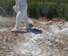 Cadavre de porci depistate într-un câmp în nordul țării