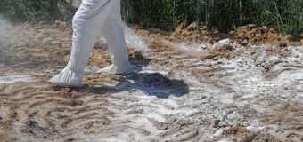 Cadavre de porci depistate într-un câmp în nordul țării