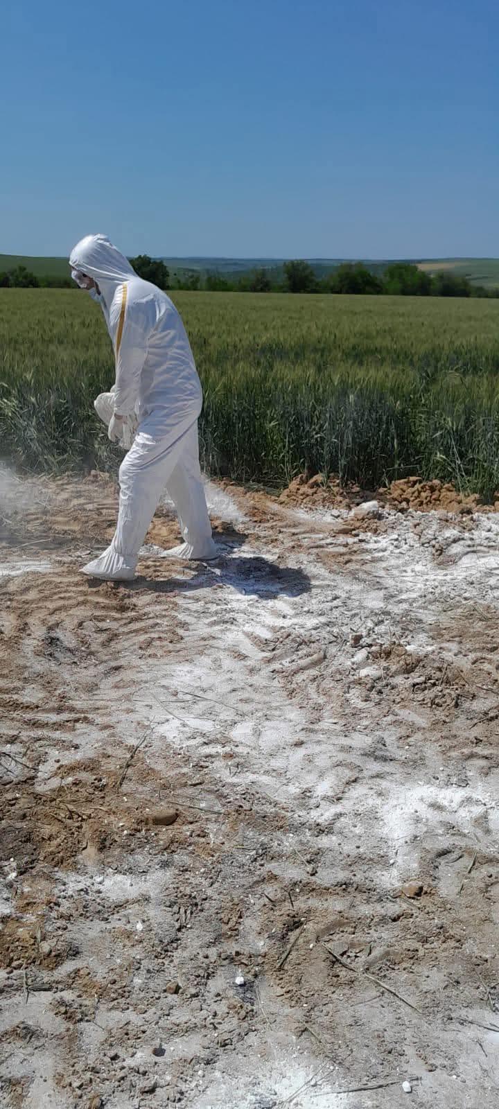 Cadavre de porci depistate într-un câmp în nordul țării