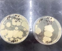 Experiment ANSA: Produse perisabile la temperaturile ridicate. În cât timp a început apariția de bacterii