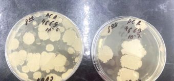 Experiment ANSA: Produse perisabile la temperaturile ridicate. În cât timp a început apariția de bacterii