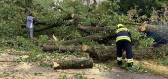 Lanuri cu grâu, livezi, dar și terenuri cultivate cu legume – afectate de ploaia de ieri