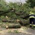 Lanuri cu grâu, livezi, dar și terenuri cultivate cu legume – afectate de ploaia de ieri