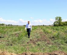 La Cania, pe malul râului Tigheci, prinde viață o pădure de 9 hectare