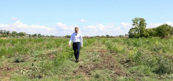 La Cania, pe malul râului Tigheci, prinde viață o pădure de 9 hectare