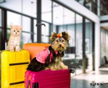 ANSA facilitează obținerea Certificatului veterinar online și vă ghidează spre o călătorie sigură cu animalele