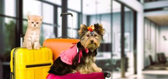 ANSA facilitează obținerea Certificatului veterinar online și vă ghidează spre o călătorie sigură cu animalele