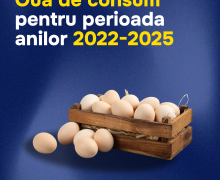 Exportul de ouă în UE: A crescut de la 9 mii bucăți la circa 11 milioane