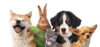 Recomandările ANSA pentru fermieri în contextul caniculei