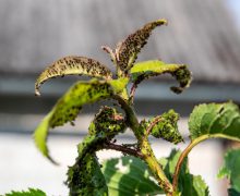 Recomandările ANSA în cazul păduchilor de plante