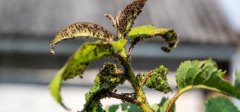 Recomandările ANSA în cazul păduchilor de plante