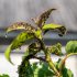 Recomandările ANSA în cazul păduchilor de plante